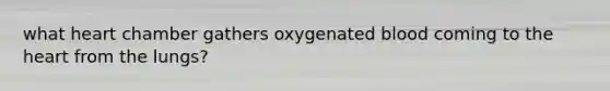 what heart chamber gathers oxygenated blood coming to the heart from the lungs?