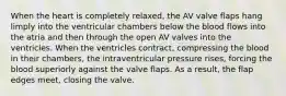 When the heart is completely relaxed, the AV valve flaps hang limply into the ventricular chambers below the blood flows into the atria and then through the open AV valves into the ventricles. When the ventricles contract, compressing the blood in their chambers, the intraventricular pressure rises, forcing the blood superiorly against the valve flaps. As a result, the flap edges meet, closing the valve.