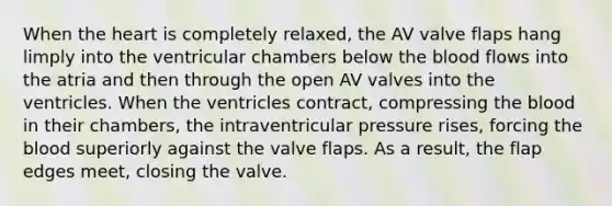 When the heart is completely relaxed, the AV valve flaps hang limply into the ventricular chambers below the blood flows into the atria and then through the open AV valves into the ventricles. When the ventricles contract, compressing the blood in their chambers, the intraventricular pressure rises, forcing the blood superiorly against the valve flaps. As a result, the flap edges meet, closing the valve.