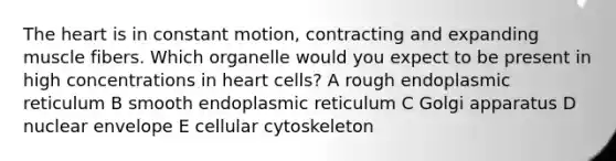 The heart is in constant motion, contracting and expanding muscle fibers. Which organelle would you expect to be present in high concentrations in heart cells? A rough endoplasmic reticulum B smooth endoplasmic reticulum C Golgi apparatus D nuclear envelope E cellular cytoskeleton