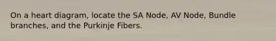 On a heart diagram, locate the SA Node, AV Node, Bundle branches, and the Purkinje Fibers.