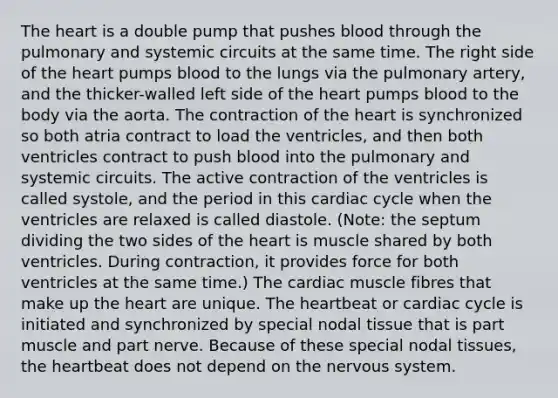 The heart is a double pump that pushes blood through the pulmonary and systemic circuits at the same time. The right side of the heart pumps blood to the lungs via the pulmonary artery, and the thicker-walled left side of the heart pumps blood to the body via the aorta. The contraction of the heart is synchronized so both atria contract to load the ventricles, and then both ventricles contract to push blood into the pulmonary and systemic circuits. The active contraction of the ventricles is called systole, and the period in this cardiac cycle when the ventricles are relaxed is called diastole. (Note: the septum dividing the two sides of the heart is muscle shared by both ventricles. During contraction, it provides force for both ventricles at the same time.) The cardiac muscle fibres that make up the heart are unique. The heartbeat or cardiac cycle is initiated and synchronized by special nodal tissue that is part muscle and part nerve. Because of these special nodal tissues, the heartbeat does not depend on the nervous system.