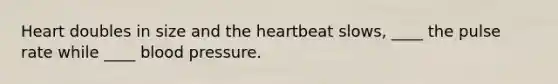 Heart doubles in size and the heartbeat slows, ____ the pulse rate while ____ blood pressure.