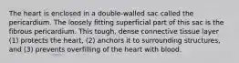The heart is enclosed in a double-walled sac called the pericardium. The loosely fitting superficial part of this sac is the fibrous pericardium. This tough, dense connective tissue layer (1) protects the heart, (2) anchors it to surrounding structures, and (3) prevents overfilling of the heart with blood.