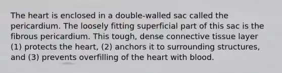 The heart is enclosed in a double-walled sac called the pericardium. The loosely fitting superficial part of this sac is the fibrous pericardium. This tough, dense connective tissue layer (1) protects the heart, (2) anchors it to surrounding structures, and (3) prevents overfilling of the heart with blood.