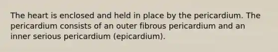 The heart is enclosed and held in place by the pericardium. The pericardium consists of an outer fibrous pericardium and an inner serious pericardium (epicardium).