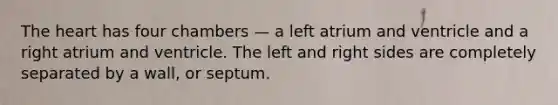 The heart has four chambers — a left atrium and ventricle and a right atrium and ventricle. The left and right sides are completely separated by a wall, or septum.