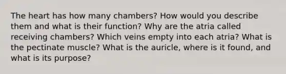 The heart has how many chambers? How would you describe them and what is their function? Why are the atria called receiving chambers? Which veins empty into each atria? What is the pectinate muscle? What is the auricle, where is it found, and what is its purpose?