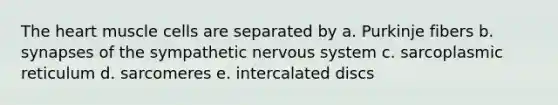 The heart muscle cells are separated by a. Purkinje fibers b. synapses of the sympathetic nervous system c. sarcoplasmic reticulum d. sarcomeres e. intercalated discs