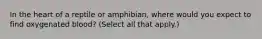 In the heart of a reptile or amphibian, where would you expect to find oxygenated blood? (Select all that apply.)
