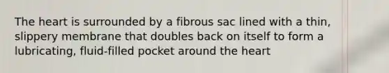 The heart is surrounded by a fibrous sac lined with a thin, slippery membrane that doubles back on itself to form a lubricating, fluid-filled pocket around the heart