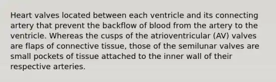 Heart valves located between each ventricle and its connecting artery that prevent the backflow of blood from the artery to the ventricle. Whereas the cusps of the atrioventricular (AV) valves are flaps of connective tissue, those of the semilunar valves are small pockets of tissue attached to the inner wall of their respective arteries.