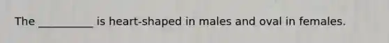 The __________ is heart-shaped in males and oval in females.