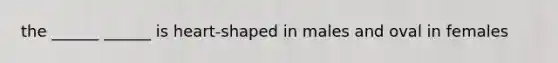 the ______ ______ is heart-shaped in males and oval in females