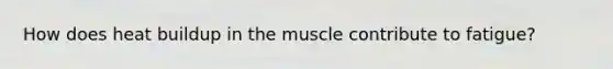 How does heat buildup in the muscle contribute to fatigue?