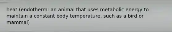 heat (endotherm: an animal that uses metabolic energy to maintain a constant body temperature, such as a bird or mammal)