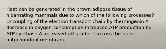 Heat can be generated in the brown adipose tissue of hibernating mammals due to which of the following processes? Uncoupling of the electron transport chain by thermogenin A decrease in oxygen consumption Increased ATP production by ATP synthase A increased pH gradient across the inner mitochondrial membrane