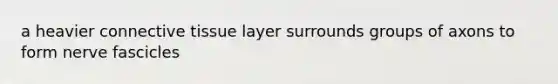 a heavier connective tissue layer surrounds groups of axons to form nerve fascicles