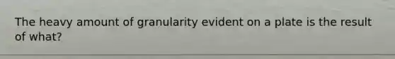 The heavy amount of granularity evident on a plate is the result of what?