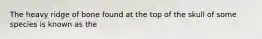The heavy ridge of bone found at the top of the skull of some species is known as the
