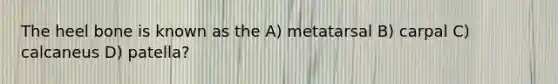 The heel bone is known as the A) metatarsal B) carpal C) calcaneus D) patella?