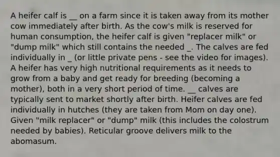 A heifer calf is __ on a farm since it is taken away from its mother cow immediately after birth. As the cow's milk is reserved for human consumption, the heifer calf is given "replacer milk" or "dump milk" which still contains the needed _. The calves are fed individually in _ (or little private pens - see the video for images). A heifer has very high nutritional requirements as it needs to grow from a baby and get ready for breeding (becoming a mother), both in a very short period of time. __ calves are typically sent to market shortly after birth. Heifer calves are fed individually in hutches (they are taken from Mom on day one). Given "milk replacer" or "dump" milk (this includes the colostrum needed by babies). Reticular groove delivers milk to the abomasum.