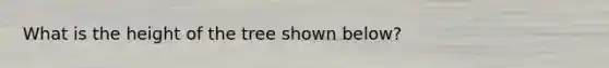 What is the height of the tree shown below?