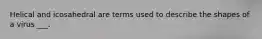 Helical and icosahedral are terms used to describe the shapes of a virus ___.