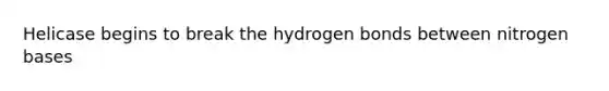 Helicase begins to break the hydrogen bonds between nitrogen bases