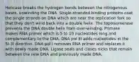 Helicase breaks the hydrogen bonds between the nitrogenous bases, unwinding the DNA. Single-stranded binding proteins coat the single strands on DNA which are near the replication fork so that they don't wind back into a double helix. The topoisomerase prevents the DNA double helix from over-winding. Primase makes RNA primer which is 5 to 10 nucleotides long and complementary to the DNA. DNA pol III adds nucleotides in the 5I-3I direction. DNA pol I removes RNA primer and replaces it with newly made DNA. Ligase seals and closes nicks that remain between the new DNA and previously made DNA.