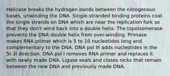 Helicase breaks the hydrogen bonds between the nitrogenous bases, unwinding the DNA. Single-stranded binding proteins coat the single strands on DNA which are near the replication fork so that they don't wind back into a double helix. The topoisomerase prevents the DNA double helix from over-winding. Primase makes RNA primer which is 5 to 10 nucleotides long and complementary to the DNA. DNA pol III adds nucleotides in the 5I-3I direction. DNA pol I removes RNA primer and replaces it with newly made DNA. Ligase seals and closes nicks that remain between the new DNA and previously made DNA.