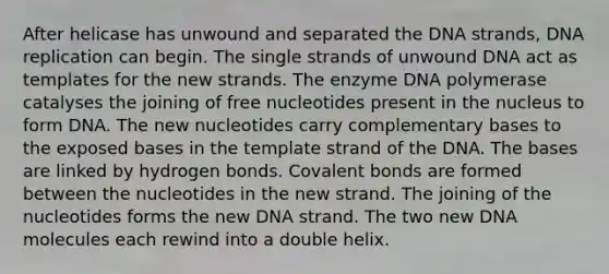 After helicase has unwound and separated the DNA strands, DNA replication can begin. The single strands of unwound DNA act as templates for the new strands. The enzyme DNA polymerase catalyses the joining of free nucleotides present in the nucleus to form DNA. The new nucleotides carry complementary bases to the exposed bases in the template strand of the DNA. The bases are linked by hydrogen bonds. Covalent bonds are formed between the nucleotides in the new strand. The joining of the nucleotides forms the new DNA strand. The two new DNA molecules each rewind into a double helix.