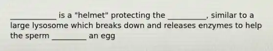 ____________ is a "helmet" protecting the __________, similar to a large lysosome which breaks down and releases enzymes to help the sperm _________ an egg