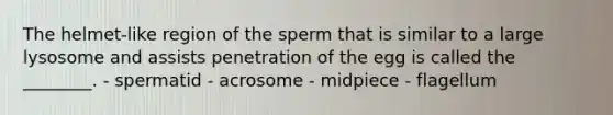 The helmet-like region of the sperm that is similar to a large lysosome and assists penetration of the egg is called the ________. - spermatid - acrosome - midpiece - flagellum