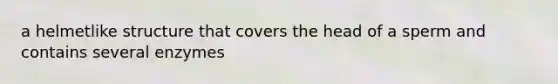a helmetlike structure that covers the head of a sperm and contains several enzymes
