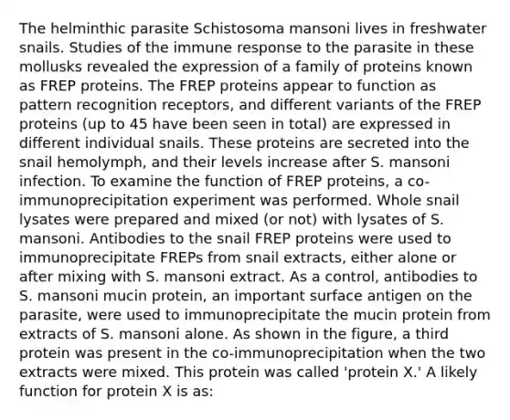 The helminthic parasite Schistosoma mansoni lives in freshwater snails. Studies of the immune response to the parasite in these mollusks revealed the expression of a family of proteins known as FREP proteins. The FREP proteins appear to function as pattern recognition receptors, and different variants of the FREP proteins (up to 45 have been seen in total) are expressed in different individual snails. These proteins are secreted into the snail hemolymph, and their levels increase after S. mansoni infection. To examine the function of FREP proteins, a co-immunoprecipitation experiment was performed. Whole snail lysates were prepared and mixed (or not) with lysates of S. mansoni. Antibodies to the snail FREP proteins were used to immunoprecipitate FREPs from snail extracts, either alone or after mixing with S. mansoni extract. As a control, antibodies to S. mansoni mucin protein, an important surface antigen on the parasite, were used to immunoprecipitate the mucin protein from extracts of S. mansoni alone. As shown in the figure, a third protein was present in the co-immunoprecipitation when the two extracts were mixed. This protein was called 'protein X.' A likely function for protein X is as: