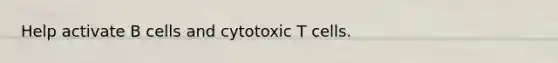 Help activate B cells and cytotoxic T cells.