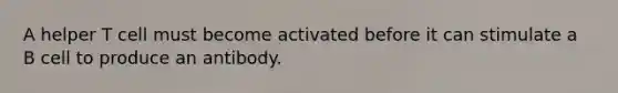 A helper T cell must become activated before it can stimulate a B cell to produce an antibody.