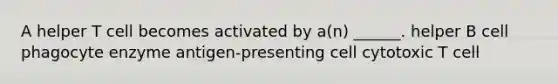 A helper T cell becomes activated by a(n) ______. helper B cell phagocyte enzyme antigen-presenting cell cytotoxic T cell