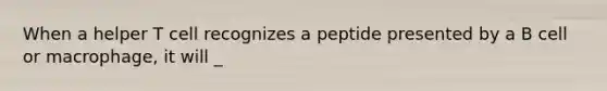 When a helper T cell recognizes a peptide presented by a B cell or macrophage, it will _