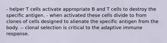 - helper T cells activate appropriate B and T cells to destroy the specific antigen. - when activated these cells divide to from clones of cells designed to alienate the specific antigen from the body. -- clonal selection is critical to the adaptive immune response.