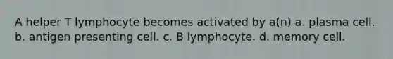 A helper T lymphocyte becomes activated by a(n) a. plasma cell. b. antigen presenting cell. c. B lymphocyte. d. memory cell.