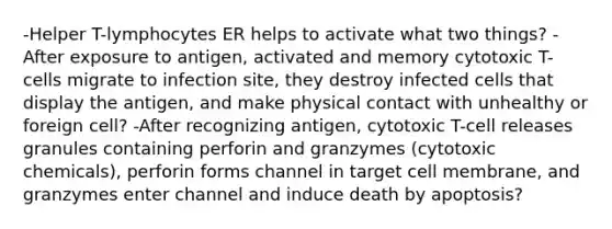 -Helper T-lymphocytes ER helps to activate what two things? -After exposure to antigen, activated and memory cytotoxic T-cells migrate to infection site, they destroy infected cells that display the antigen, and make physical contact with unhealthy or foreign cell? -After recognizing antigen, cytotoxic T-cell releases granules containing perforin and granzymes (cytotoxic chemicals), perforin forms channel in target cell membrane, and granzymes enter channel and induce death by apoptosis?
