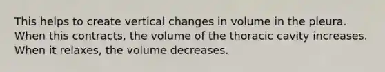 This helps to create vertical changes in volume in the pleura. When this contracts, the volume of the thoracic cavity increases. When it relaxes, the volume decreases.