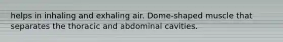 helps in inhaling and exhaling air. Dome-shaped muscle that separates the thoracic and abdominal cavities.