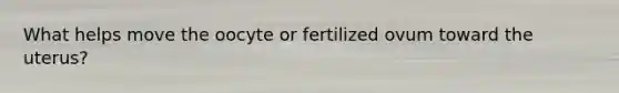 What helps move the oocyte or fertilized ovum toward the uterus?