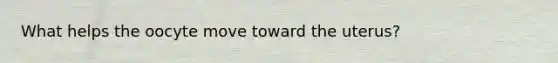 What helps the oocyte move toward the uterus?