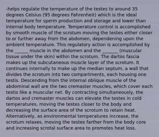 -helps regulate the temperature of the testes to around 35 degrees Celsius (95 degrees Fahrenheit) which is the ideal temperature for sperm production and storage and lower than internal body temperature. Temperature control is accomplished by smooth muscle of the scrotum moving the testes either closer to or further away from the abdomen, dependening upon the ambient temperature. This regulatory action is accomplished by the ______ muscle in the abdomen and the _______ (muscular tissue under the skin) within the scrotum. The dartos fascia makes up the subcutaneous muscle layer of the scrotum. It continues internally to make up the median septum, a wall that divides the scrotum into two compartments, each housing one testis. Descending from the internal oblique muscle of the abdominal wall are the two cremaster muscles, which cover each testis like a muscular net. By contracting simultaneously, the dartos and cremaster muscles can elevate the testes in cold temperatures, moving the testes closer to the body and decreasing the surface area of the scrotum to retain heat. Alternatively, as environmental temperatures increase, the scrotum relaxes, moving the testes farther from the body core and increasing scrotal surface area to promotes heat loss.