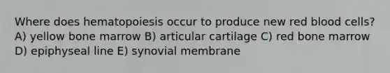 Where does hematopoiesis occur to produce new red blood cells? A) yellow bone marrow B) articular cartilage C) red bone marrow D) epiphyseal line E) synovial membrane