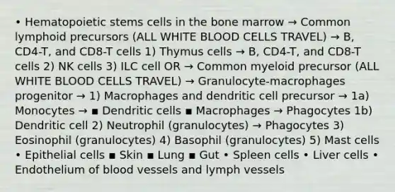 • Hematopoietic stems cells in the bone marrow → Common lymphoid precursors (ALL WHITE BLOOD CELLS TRAVEL) → B, CD4-T, and CD8-T cells 1) Thymus cells → B, CD4-T, and CD8-T cells 2) NK cells 3) ILC cell OR → Common myeloid precursor (ALL WHITE BLOOD CELLS TRAVEL) → Granulocyte-macrophages progenitor → 1) Macrophages and dendritic cell precursor → 1a) Monocytes → ▪ Dendritic cells ▪ Macrophages → Phagocytes 1b) Dendritic cell 2) Neutrophil (granulocytes) → Phagocytes 3) Eosinophil (granulocytes) 4) Basophil (granulocytes) 5) Mast cells • Epithelial cells ▪ Skin ▪ Lung ▪ Gut • Spleen cells • Liver cells • Endothelium of blood vessels and lymph vessels